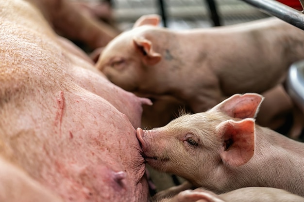 Closeup baby pig sucking mother pig in hog farms, animal and Pig industry