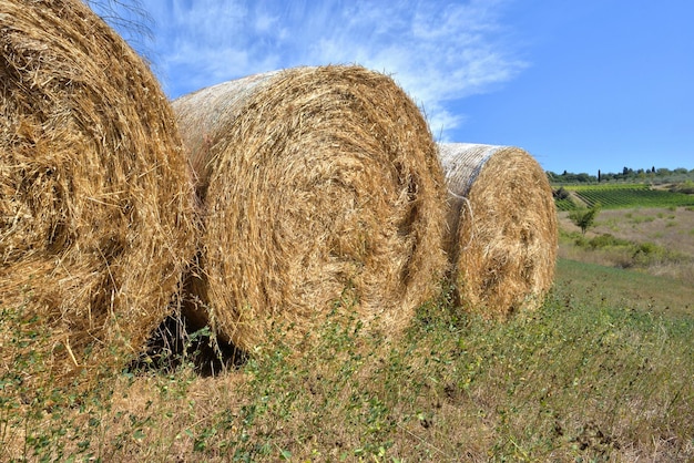 Closeup bales of straw in a field in summer after harvest