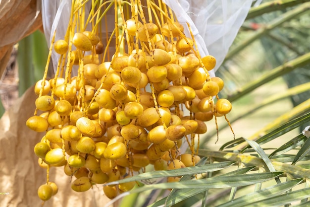 Closeup Barhi Dates palm yellow fruits Phoenix Dactylifera on the clusters in organic fruit garden for harvesting