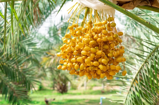 Closeup Barhi Dates palm yellow fruits Phoenix Dactylifera on the clusters in organic fruit garden for harvesting