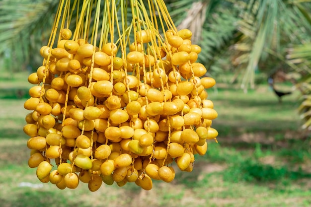 Closeup Barhi Dates palm yellow fruits Phoenix Dactylifera on the clusters in organic fruit garden for harvesting