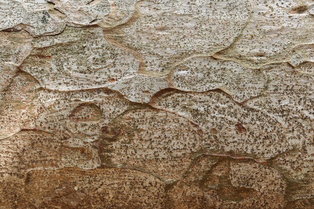 Closeup on bark of an tree trunk found in the brazilian Amazon region