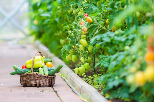 Closeup basket of greenery and vagetables in the greenhouse. Harvesting time