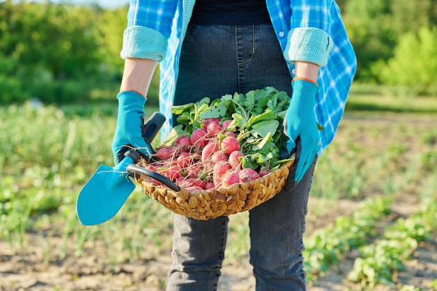 Closeup of basket with freshly picked radishes in the hands of gardener