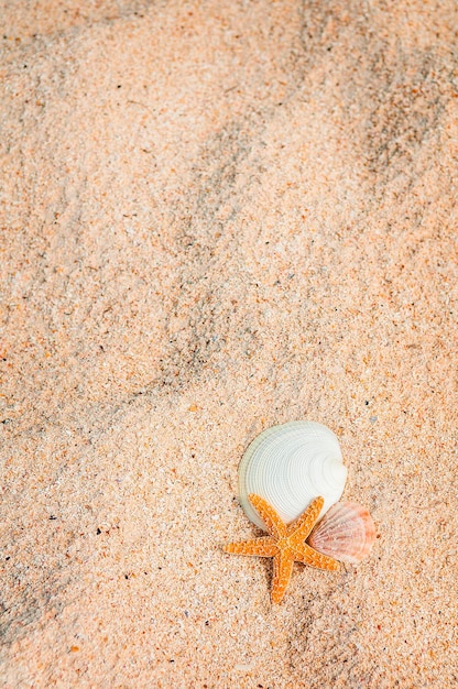 Closeup of beach with starfish and shells like summer vacation background