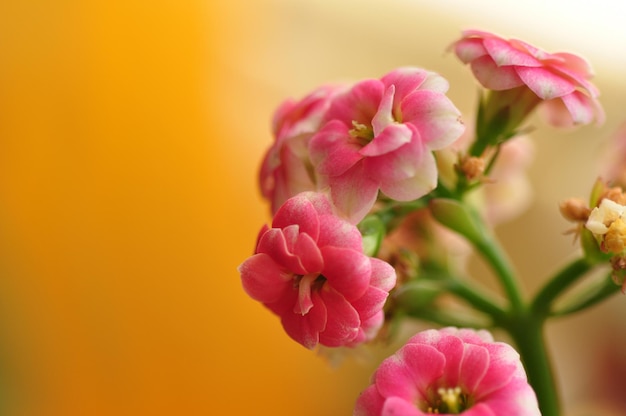 Closeup beaming bloom Rieger begonia flowers