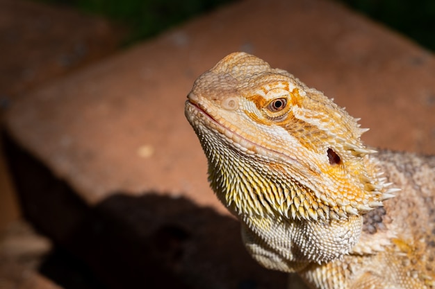 Closeup bearded dragon on ground with blur background