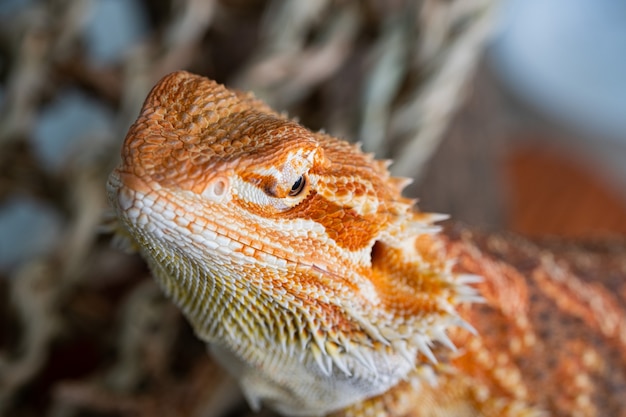 Closeup bearded dragon on ground with blur background