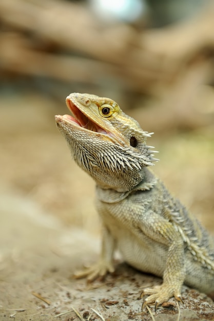 Closeup a beautiful Bearded Dragon Lizard