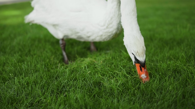 Closeup beautiful bird walking in park Gorgeous swan grazing on meadow White swan eating grass on field Graceful swan feeding on sunny day outdoors