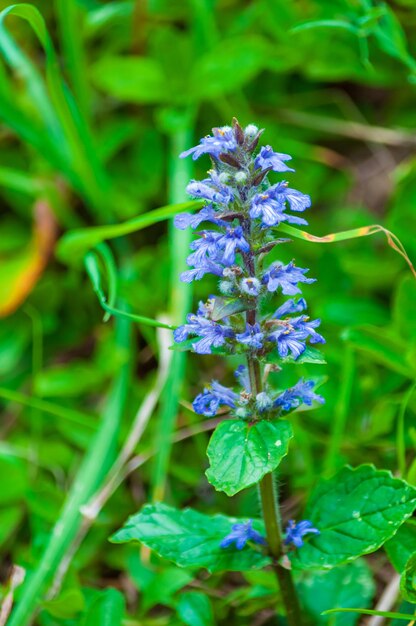 Closeup of beautiful blue Ajuga reptans flower