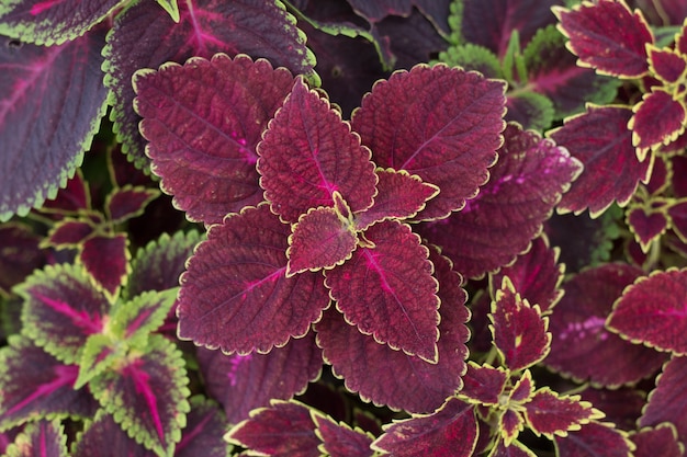 Closeup of beautiful Coleus plant top views