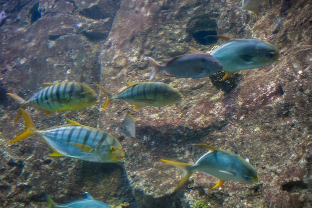 Closeup beautiful colorful fish swim in the aquarium