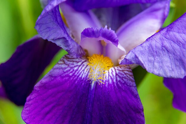 Photo closeup of beautiful colorful iris flowers blooming in the garden