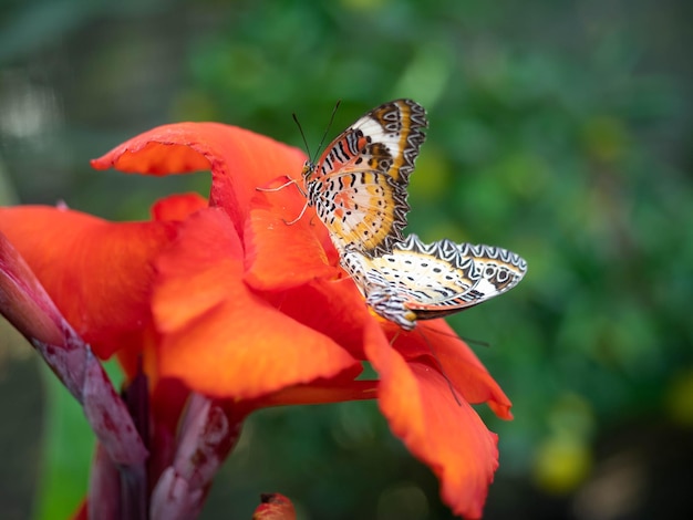 Closeup beautiful couple of butterflies on red flowers in green garden background