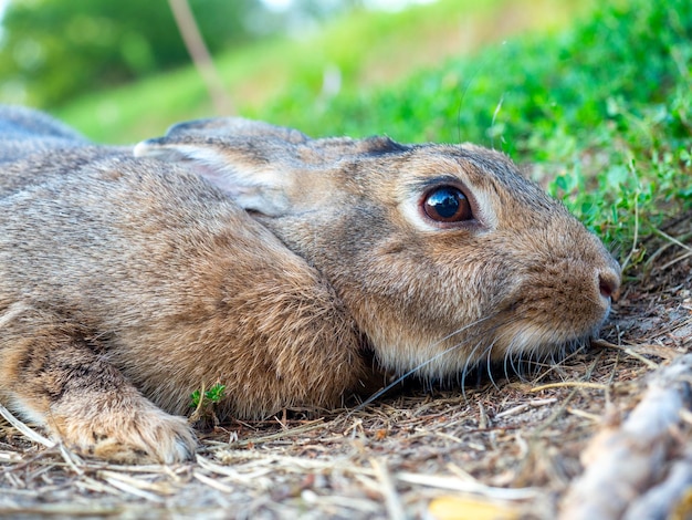 Closeup of a beautiful cute rabbit lying on the green grass in summer the rabbit pressed his ears back Blurred background side view pet