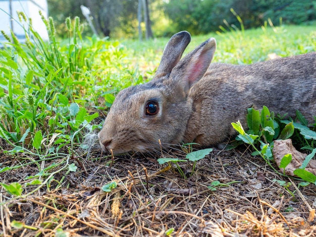 Closeup of a beautiful cute rabbit lying on the green grass in summer the rabbit pressed his ears back Blurred background side view pet