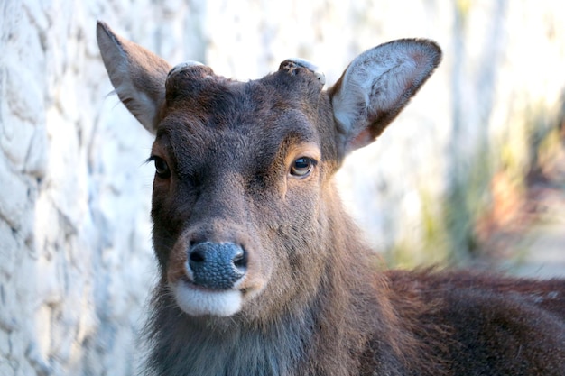 Closeup of a beautiful deer without antlers