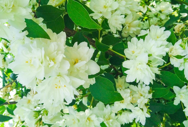 Closeup of beautiful double jasmine flowers in the garden branch with white flowers