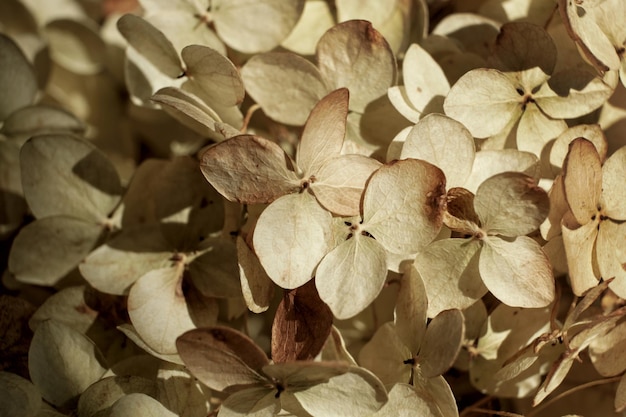 Closeup of beautiful dry hydrangea flowers Natural floral autumn background Selective focus