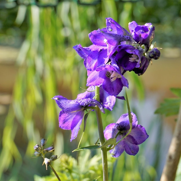 Closeup of beautiful flowers of Delphinium elatum also known as alpine Delphinium candle larkspur Alpine Larkspur Bee larkspur etc