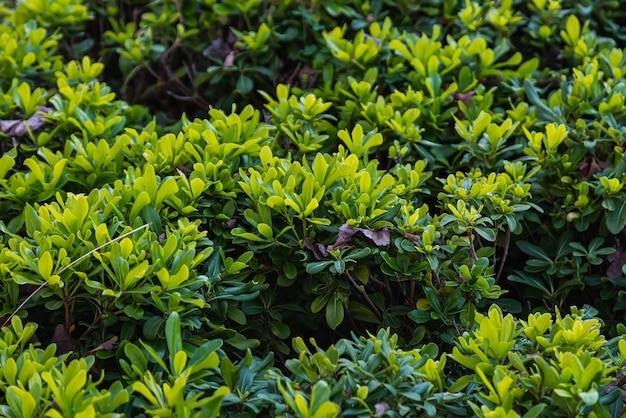 Closeup of a beautiful fresh bush branch with green leaves