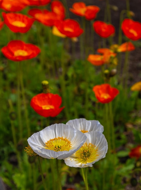 Closeup beautiful full bloom poppy flowers in springtime sunny day