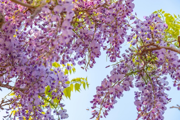 Closeup beautiful full bloom of Purple pink Wisteria blossom trees trellis flowers in springtime