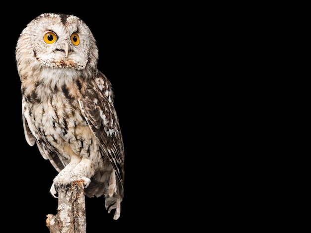 Closeup of beautiful great owl isolated on  background