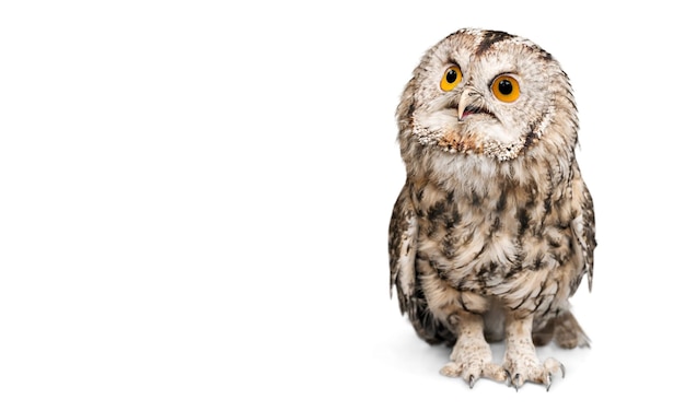 Closeup of beautiful great owl