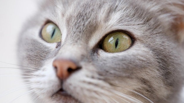 Closeup of beautiful grey cat muzzle with green eyes kitty sly look purebred cats and home pet