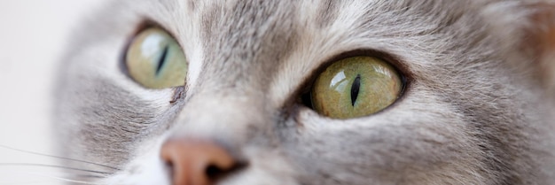 Closeup of beautiful grey cat muzzle with green eyes kitty sly look purebred cats and home pet