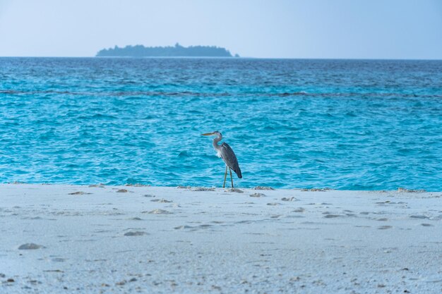 A closeup of a beautiful heron on a tropical beach Impressive image for any use