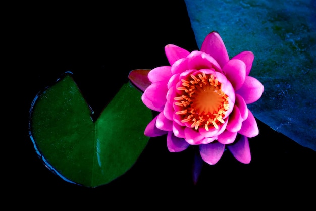 closeup beautiful lotus flower and green leaf in pond, purity nature background, red lotus water