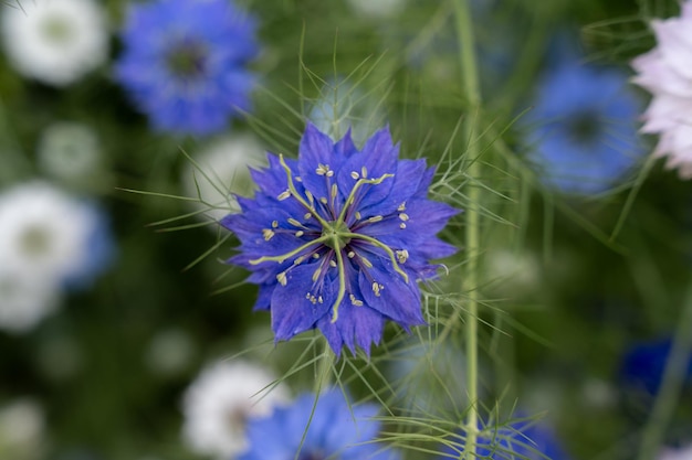 Closeup of beautiful loveinamist flowers