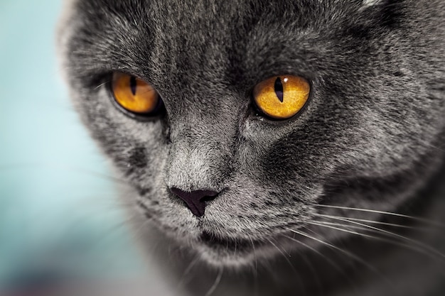 Closeup of beautiful luxury gorgeous grey british cat with vibrant eyes. Selective focus.