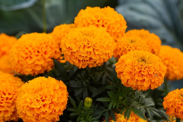 Closeup of beautiful marigold blossom