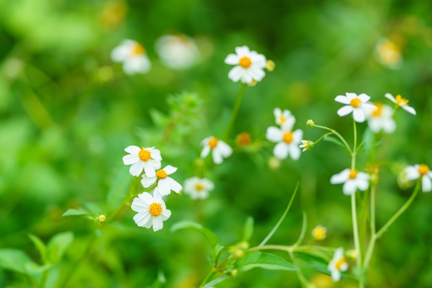 Closeup of beautiful mini white flower with yellow pollen under sunlight with copy space using as background green natural plants landscape ecology wallpaper page concept