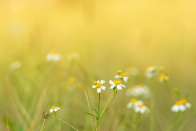 Closeup of beautiful mini white flower with yellow pollen under sunlight with copy space using as background green natural plants landscape ecology wallpaper page concept