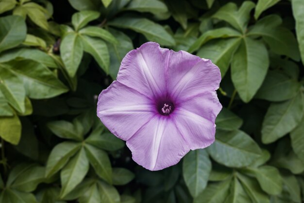 Closeup of a beautiful morning glory flower bloom in the garden