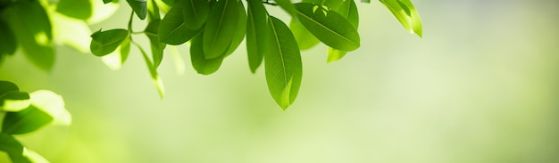 Closeup of beautiful nature view green leaf on blurred greenery background in garden with copy space using as background cover page concept.