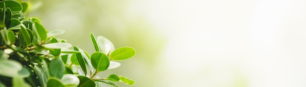 Closeup of beautiful nature view green leaf on blurred greenery background in garden with copy space using as background cover page concept