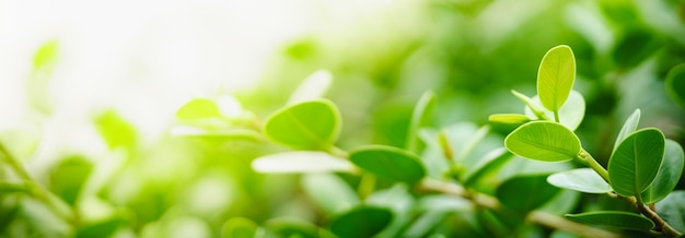 Closeup of beautiful nature view green leaf on blurred greenery background in garden with copy space using as background cover page concept