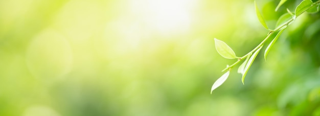 Photo closeup of beautiful nature view green leaf on blurred greenery background in garden with copy space using as background cover page concept