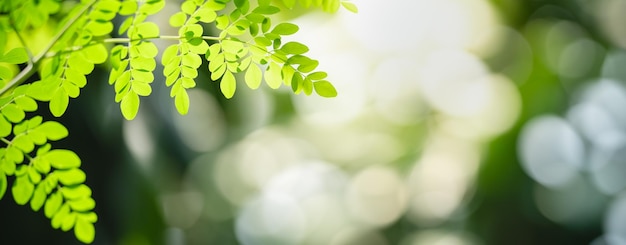 Closeup of beautiful nature view green leaf on blurred greenery background in garden with copy space using as background cover page concept