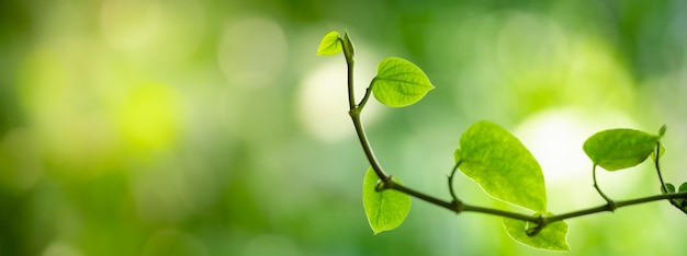 Closeup of beautiful nature view green leaf on blurred greenery background in garden with copy space using as background cover page concept