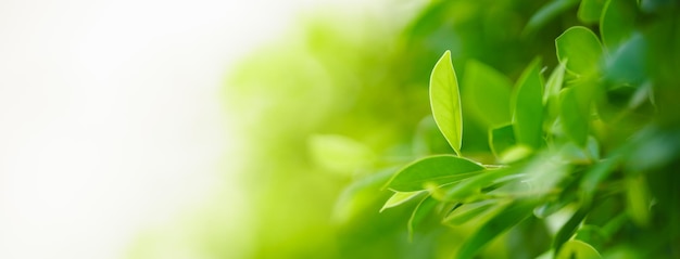 Closeup of beautiful nature view green leaf on blurred greenery background in garden with copy space using as background cover page concept