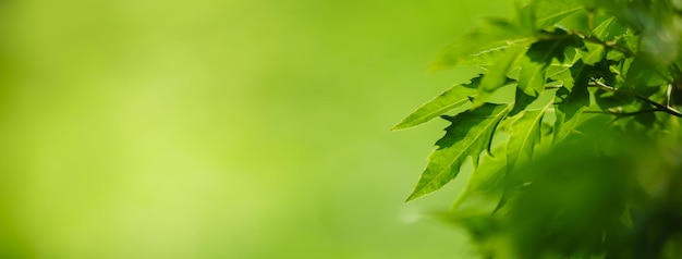 Closeup of beautiful nature view green leaf on blurred greenery background in garden with copy space using as background cover page concept