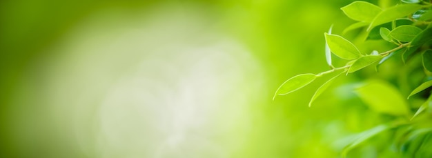 Closeup of beautiful nature view green leaf on blurred greenery background in garden with copy space using as background cover page concept