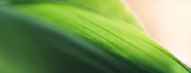 Closeup of beautiful nature view green leaf on blurred greenery background in garden with copy space using as background cover page concept